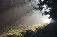 Sunlight in the forest