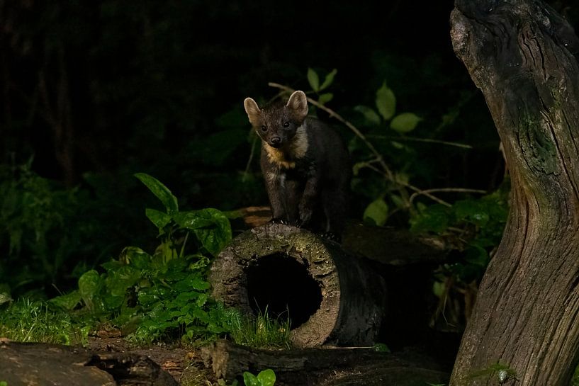 Marten in the forest by Merijn Loch
