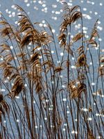 Reed with the sun in the water, Plasmill