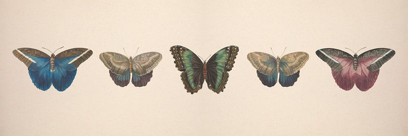 Vintage butterfly collage of antique drawings by Roger VDB