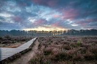 Sonnenaufgang am Vlonderpad im Mastbos