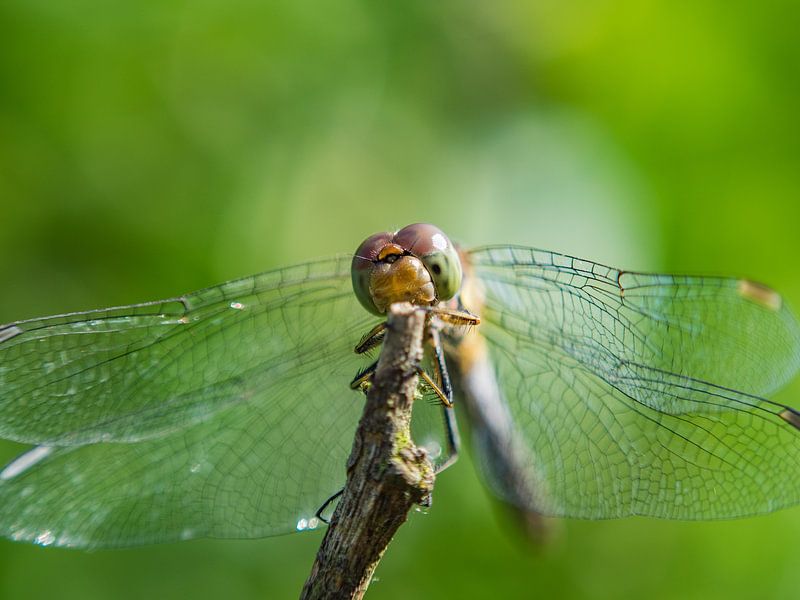 Dragonfly In Green by Mr White Takes Pictures