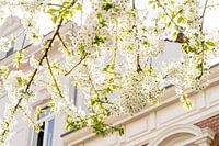 Weiße Kirschblüten