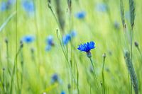 Cornflower in wheat field