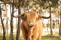 Schottischer Highlander in den Wäldern