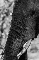 Olifant close up