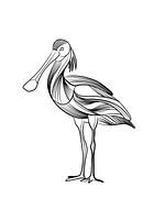 Poster spoonbill - illustration au trait fin - noir et blanc - oiseau
