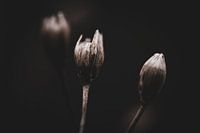 Simplicity in softness