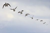 Brilduiker; Common Goldeneye; Bucephalus clangula