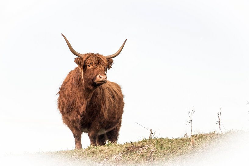 Schottischer Highlander von Guido Rooseleer