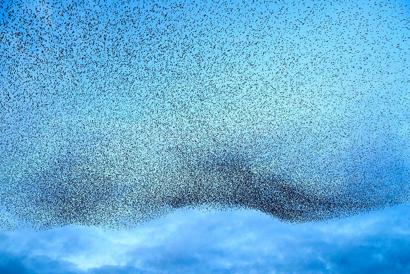 Spreeuwenwolk in de lucht tijdens zonsondergang van Sjoerd van der Wal Fotografie