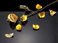 wilted yellow rose with petals