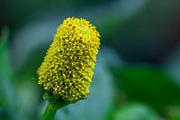 Blumenart, ABC-Kraut