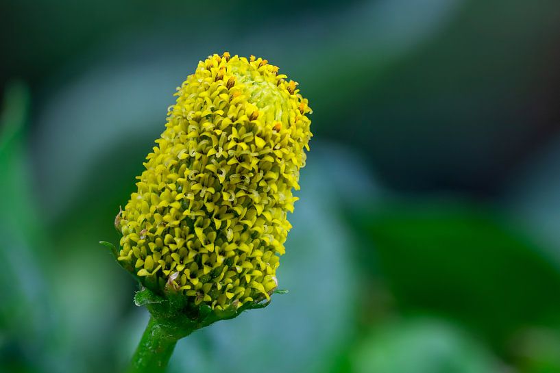 Blumenart, ABC-Kraut von Danny Hummel