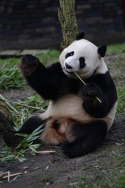 Panda von Sjoerd Reitsma