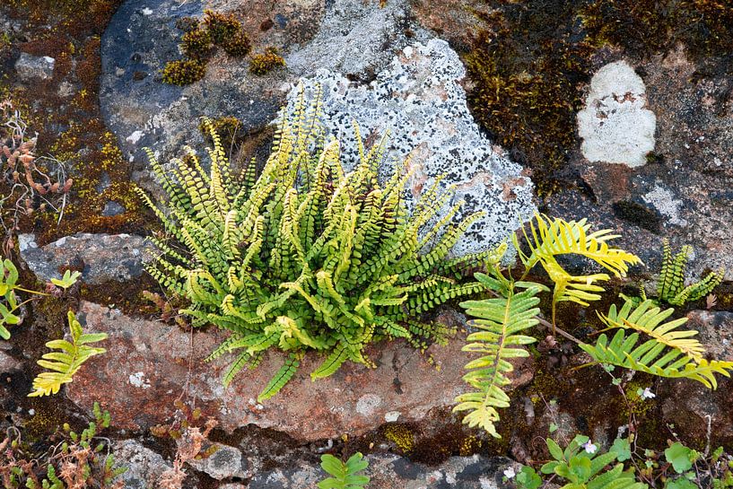 Farne auf einer alten Mauer von Ron Poot