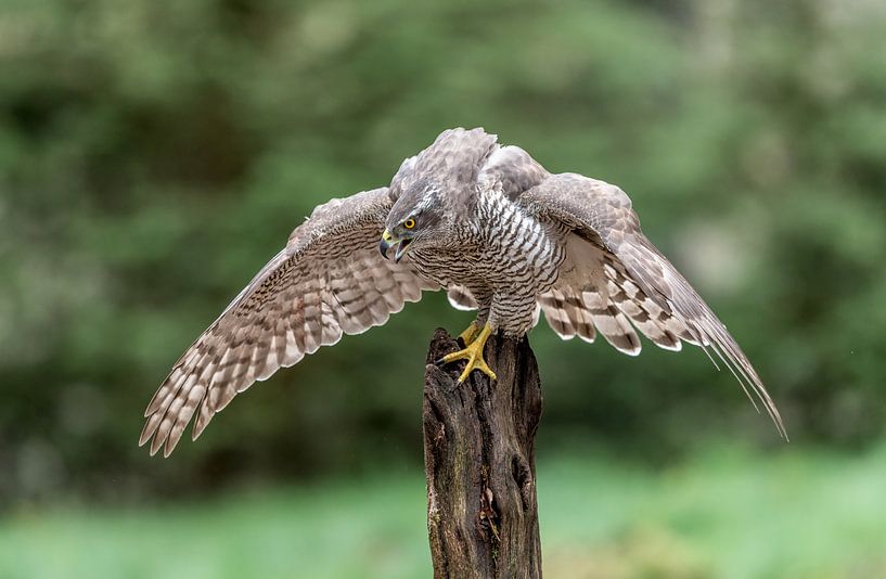 Northern Goshawk! by Robert Kok