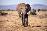 Eléphant | Parc Kruger | Afrique du Sud