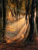 Old Dutch Speulder forest in autumn colors