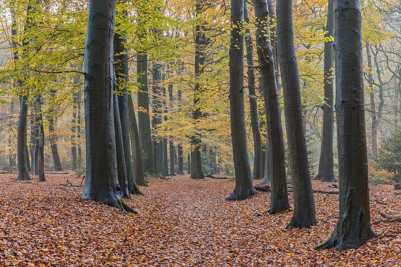 Kronendomäne Het Loo 3 von Jeroen de Jongh Fotografie