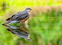 Sperber im Spiegelbild