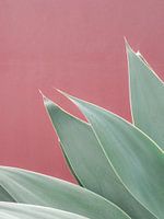 Botanical Gran Canaria