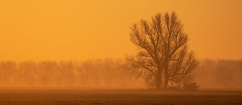 Sunrise, Netherlands by Nynke Altenburg