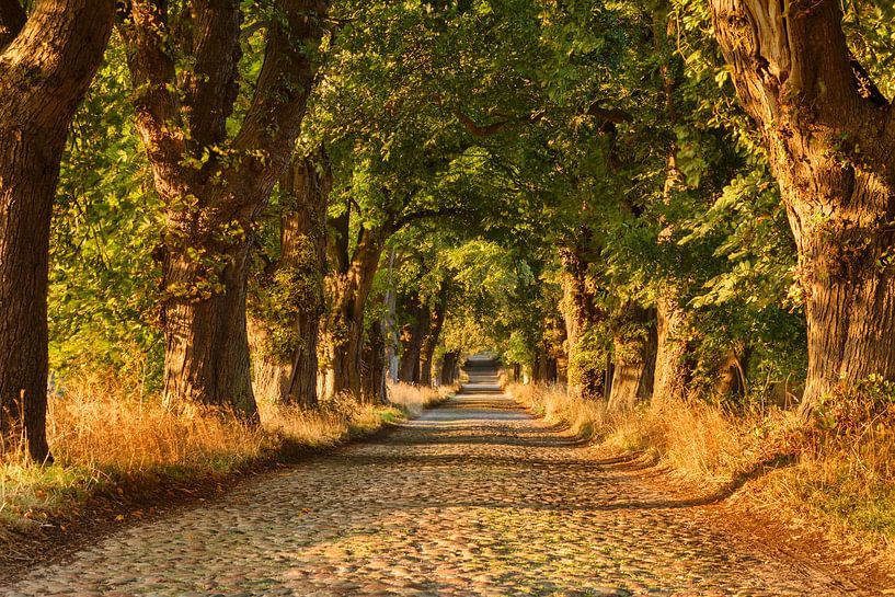 Allée d'arbres sur l'île de Rügen au coucher du soleil par Markus Lange