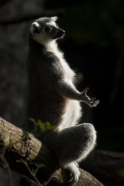 Ringelschwanzlemur : Tierpark Amersfoort von Loek Lobel