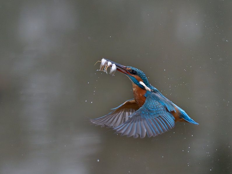 Gotcha! by Robert Kok