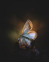 The female icarus bluebird