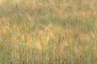 Couleurs douces des céréales dans le champ