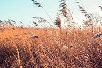 The wind blowing through the reeds - The pool of mirrors