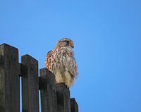 Der Turmfalke in seiner schönsten Form.