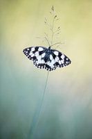 Dambordje in La Brenne