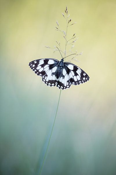 Schachbrett in La Brenne von Judith Borremans Natuurfotografie