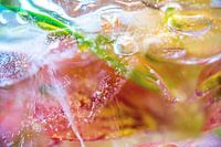 Fleurs gelées, fleurs colorées gelées dans la glace