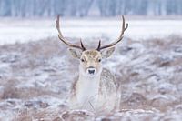 Deer in a snowy landscape