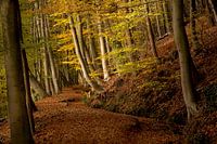Autumn on the Sint Jansberg