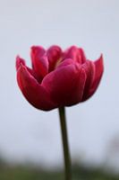 Tulpe in pink