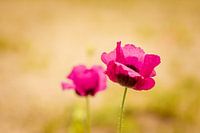 Papaver pink