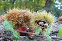 Heimwee naar het kastanjebos