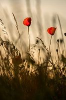 Coquelicots en fleurs
