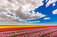 Veld met tulpen