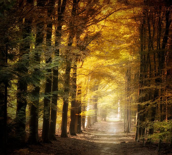 Satisfaction simple par Kees van Dongen