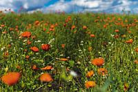 Ein Meer aus Mohnblumen.