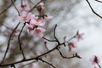 Spanische Kirschblüte