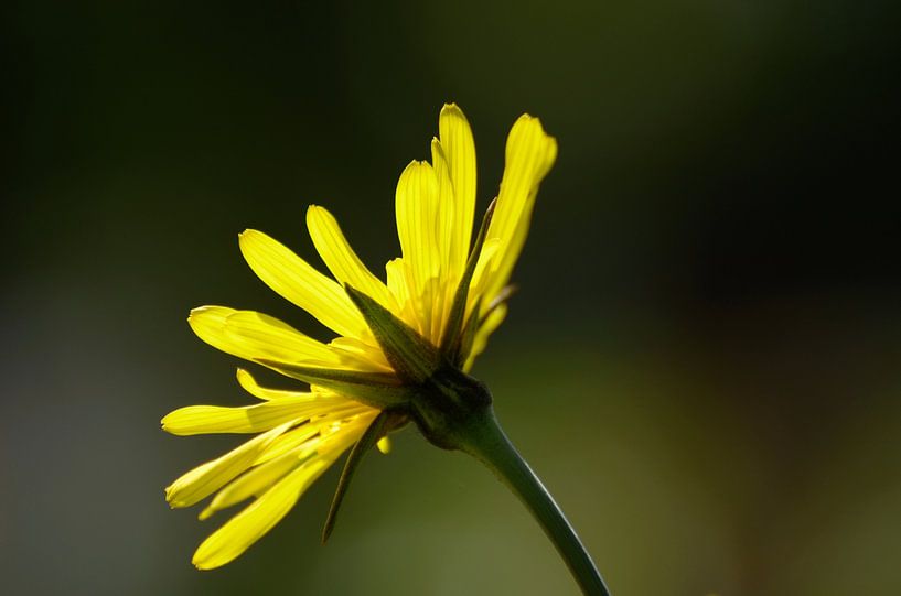 Blume von Jaap Kloppenburg
