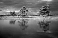 Dwingelderveld, Drenthe