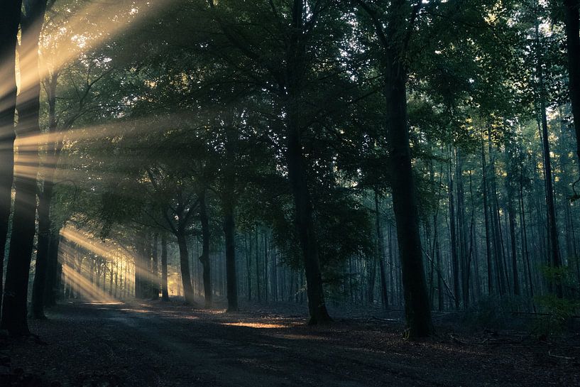 Sunbeams shine through the trees by Moetwil en van Dijk - Fotografie